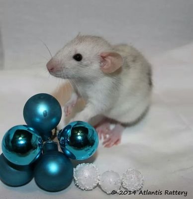 Rat Breeder - Pet Only