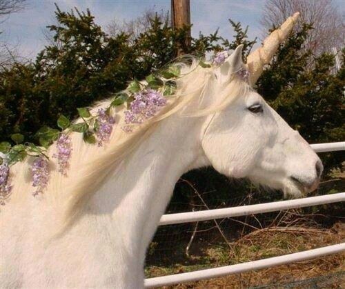 LilliKveet's profile picture. ну я...а чо я , я ресничка единорога, которая однажды отвалилась от остальных ресничек и меня сдуло ветерком с единорога, и вот я