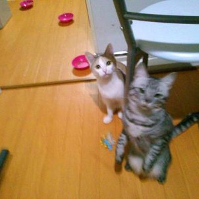 アネゴ