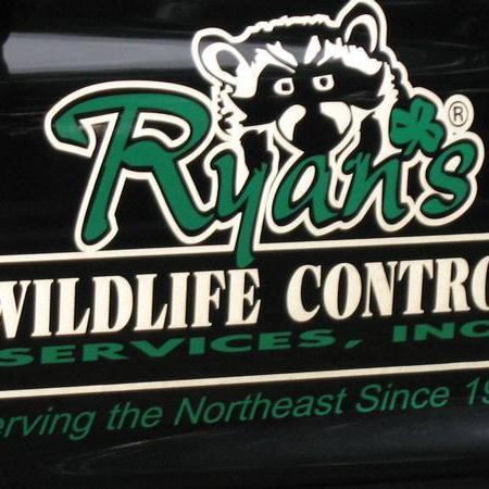 Ryan's Wildlife Control is a full service wildlife removal company. We specialize in the removal of raccoons, squirrels, skunks, birds, bats etc.