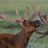 orinulef1978's profile image