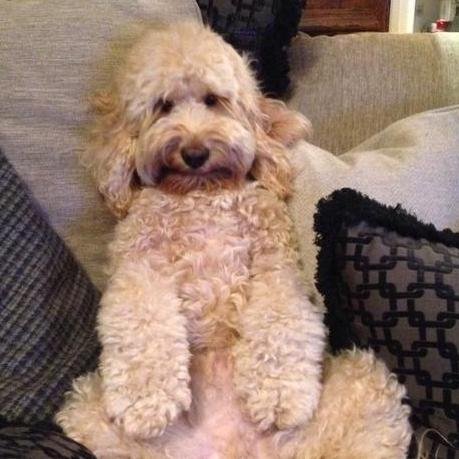 Woof friends! !'m a dog from Night Changes. Niall loves me. I won life. Woof!