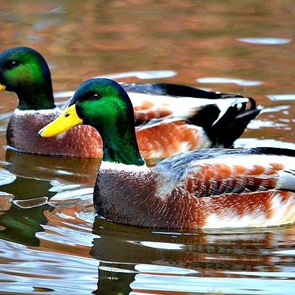 BestPLRTips's profile picture. Interested in online marketing, best PLR resources and uses, content creation, content marketing as well as content curation