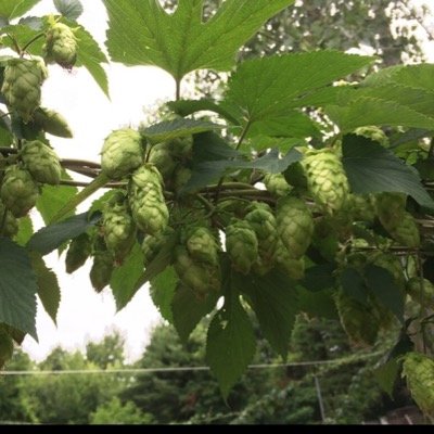 12 acres of Western New York's highest quality hops for local and world brewing! Quality Hops done right!!