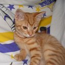 Peggy Otto - @yoopermeema - Twitter