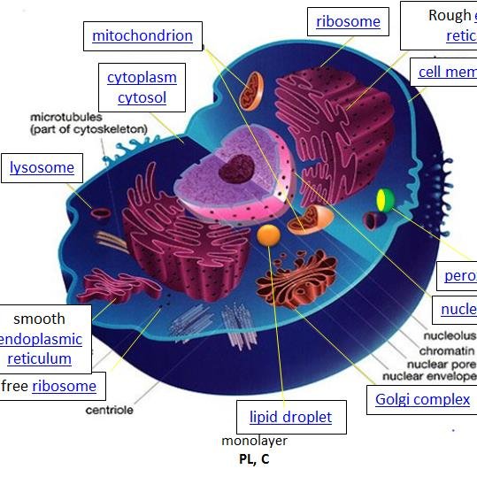 AQAbiologyAS's profile picture. 