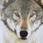 bractiosfornon1's profile image