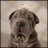 padbidfsapo1977's profile image