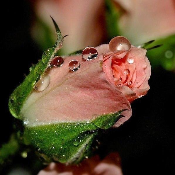 rjitdfz15's profile picture. Каждый слышит то, что ему хочется слышать; верит тем кому сам доверяет; а важно только то что он считает важным для себя сегодня.