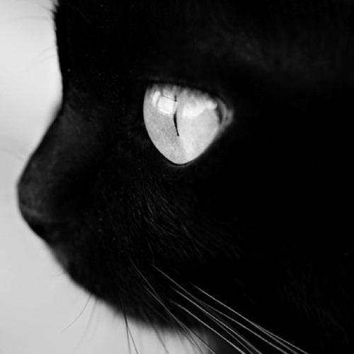 KareliaMars's profile picture. Santiago, Chile.