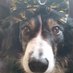 colette mclachlan (@cmclachlan73) Twitter profile photo