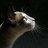 ticontcrowit191's profile image