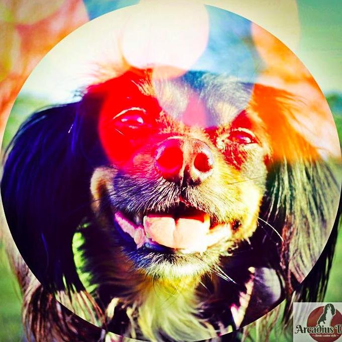 ArcadiusDog's profile picture. We Offer: 
Designer, Handmade, Pet Accessories. 

Each collar, flower, and bow tie you purchase from us is custom made based on your order specifications.