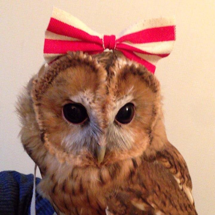 パクチーバル昼はフクロウカフェ Babapaku Twitter パクチーバル昼はフクロウカフェ Babapaku Twitter