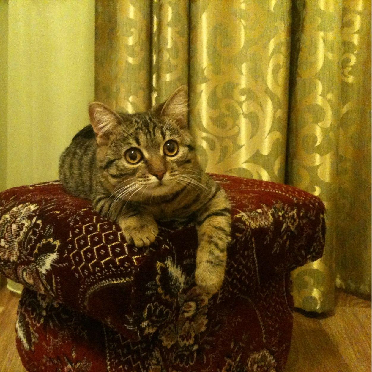 kaleopa209's profile picture. 