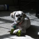 wallace chitwood - @pokerratnut - Twitter