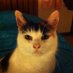 The Cat Lady (@angeliccats) Twitter profile photo The Cat Lady (@angeliccats) Twitter profile photo