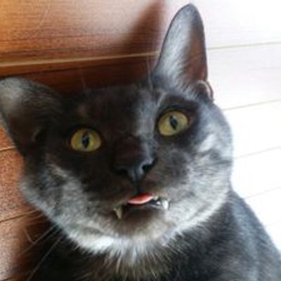 ネコネコ