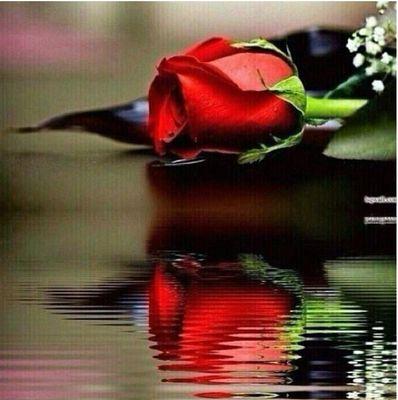 🌹‏احذر ان يشتكيك احد الى  لله 🌹