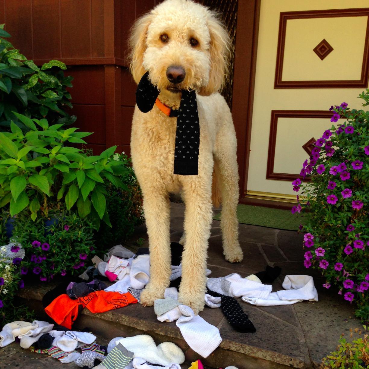 Socks4Sandwich's profile picture. A nonprofit that donates NEW socks to humans in need. Please follow me & all the sock loving folks on Instagram #socksforsandwich