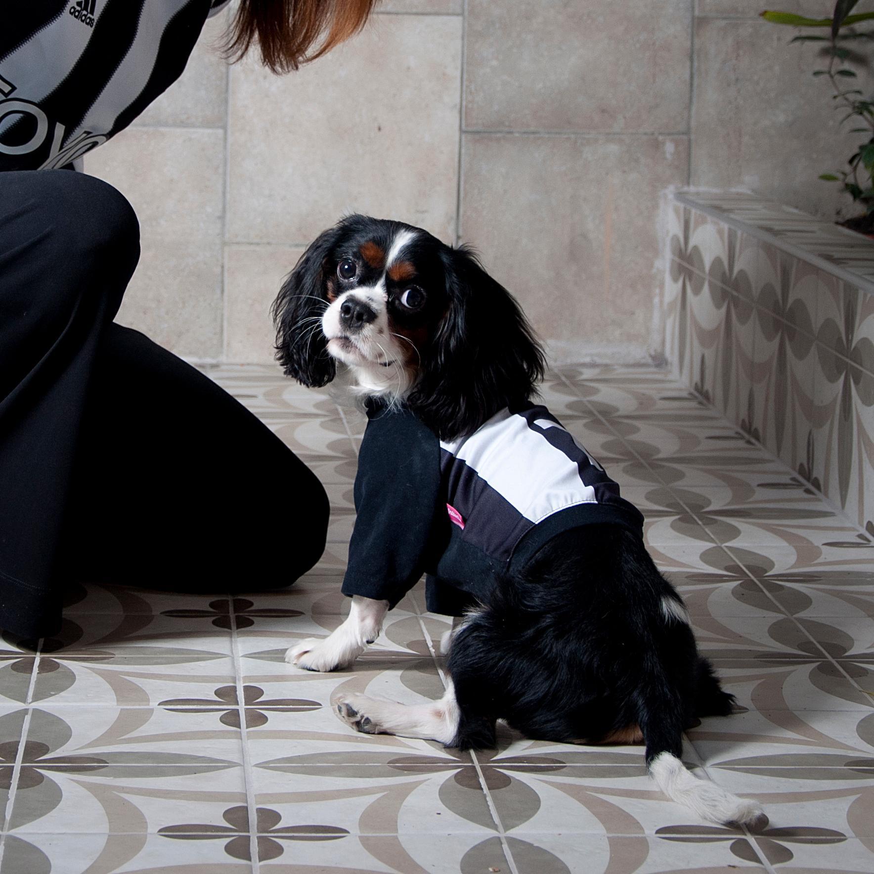 cavalierpasa's profile picture. 