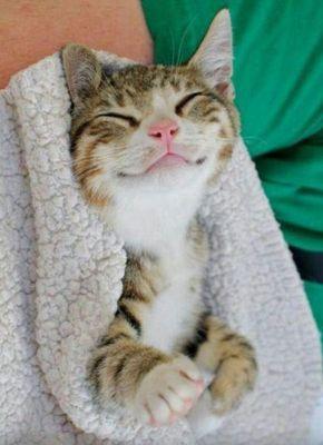 I love cats