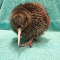 Teresa'kiwi'McDade - @treesmcdade Twitter Profile Photo