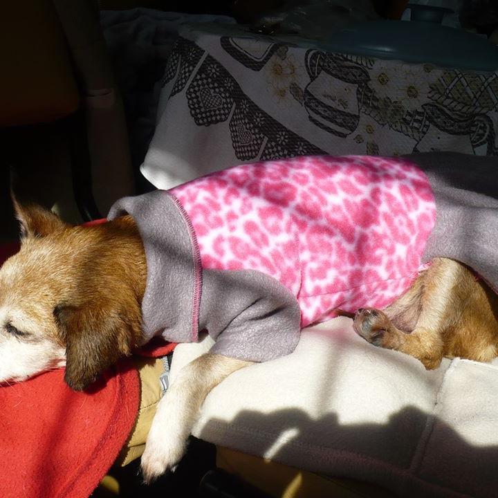 proteccionista de animales