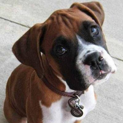 dogs_boxer's profile picture. Cutest and Funniest boxer Pictures. No rights claimed to these pictures! Remember a house is not a home without a Boxer.