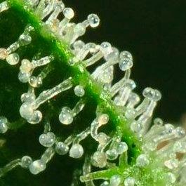 http://t.co/mgstV1CF is the leading cannabis photography and information portal, with hundreds of strains and extracts showcasing the best in cannabis.