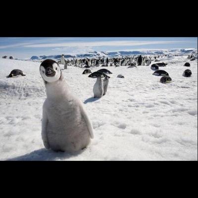 Yo we just real penguins new to the twitter world (Parody)