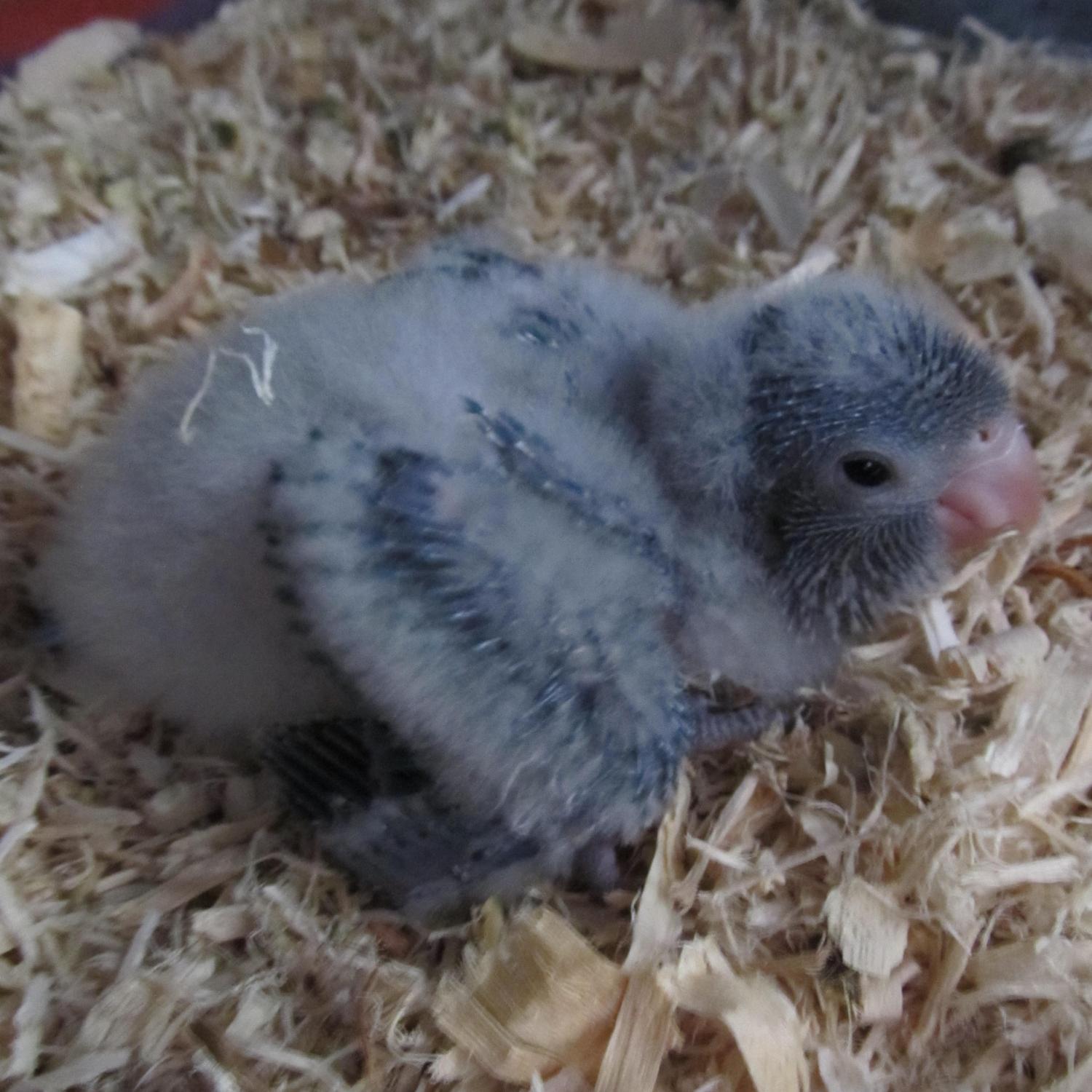 Co-owner of Avian Choice fresh mixed bird seed/small animal food.and Enchanted Feathers Aviary.It's all for the birds! #parrots #pets #birds #macaws #cockatiels