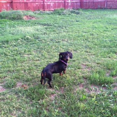 debrex56's profile picture. 