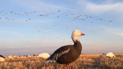 Snow Geese and Divers yes please                       
Trump is your president