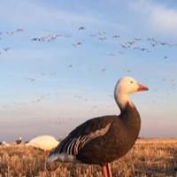 Paul (@snowdevil8) 's Twitter Profile