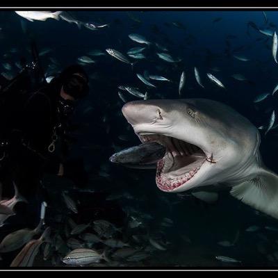 Richard_S_Apple's profile picture. PADI & HSA Open Water Scuba Instructor; Underwater Photographer
