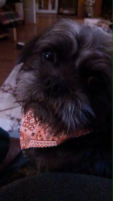 cherimeo's profile picture. 