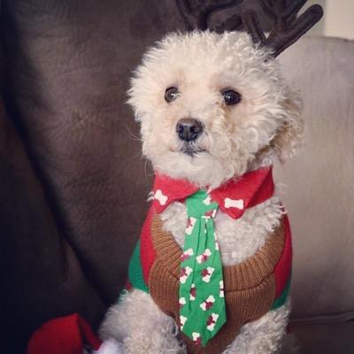 Poodle mix who loves eating, sleeping, playing, bones and my mommy. If you follow me, i will follow back.