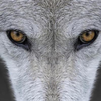 TheAlphaWolves's profile picture. 