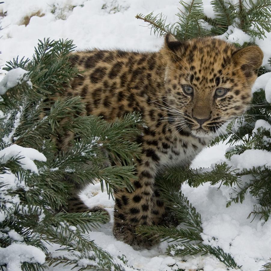 HelpTheLeopard's profile picture. Species Survival Plan working to protect endangered Amur Leopards alongside WWF, TRAFFIC, etc.