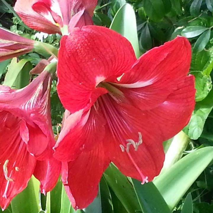 CobargoFarm's profile picture. 