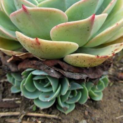 secretflower__'s profile picture. Your Flower Guru, and Flower friend at your service