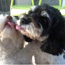 Danielle Visser - @danniviss - Twitter