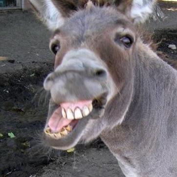 qtrain13's profile picture. 