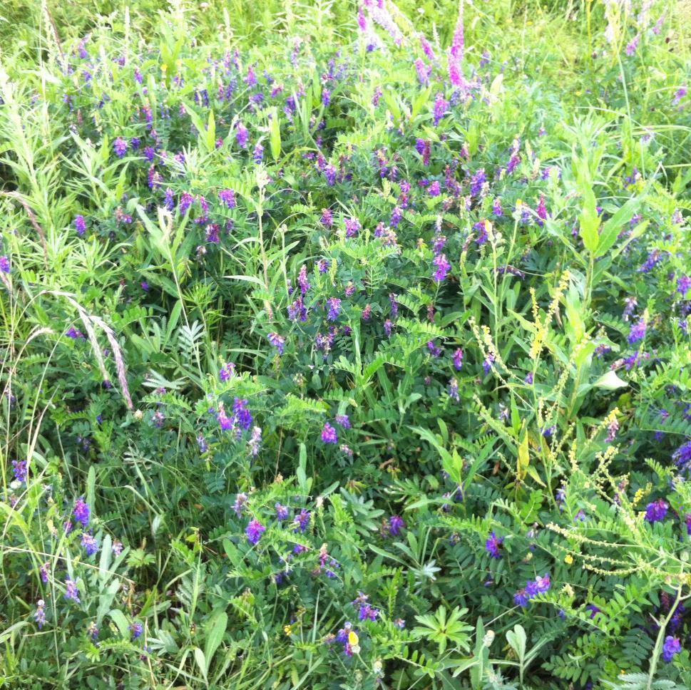 cf_hc1980's profile picture. 