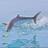 m_alwaleed's profile image