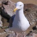 Olly Cooper - @OllyCooper - Twitter