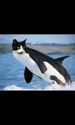 _Jazzzzzzzzmine's profile picture. adventuretime·teambowtie·youtube·|-/