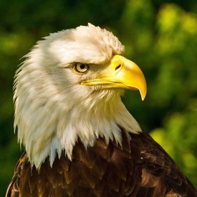 AnyConservative's profile picture. America began as a few States united and declared independence from an oppressive monarchy in 1776, in doing so the US of A, emphasis on united was born.