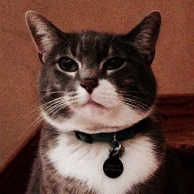 Political Animal Committee. Tweets by Chaircat Meow, naturally.